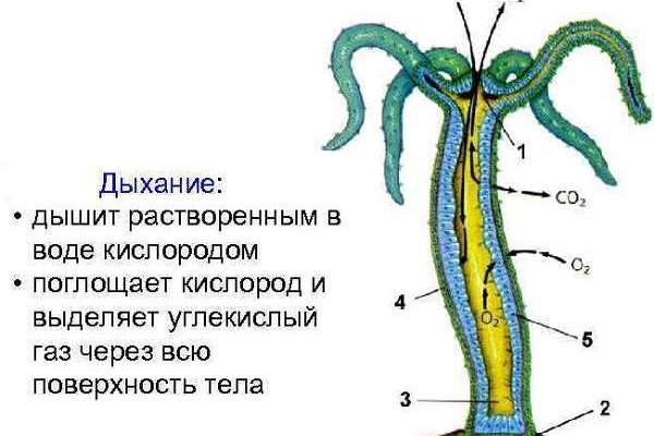 Как на блэкспрут купить биткоины с карты